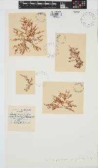 Palisada paniculata image