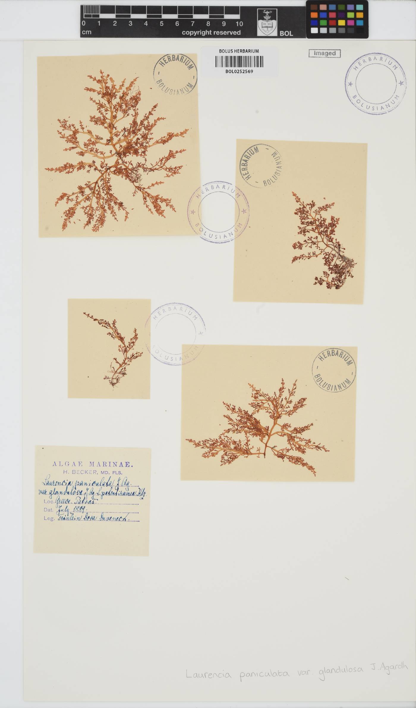 Palisada paniculata image