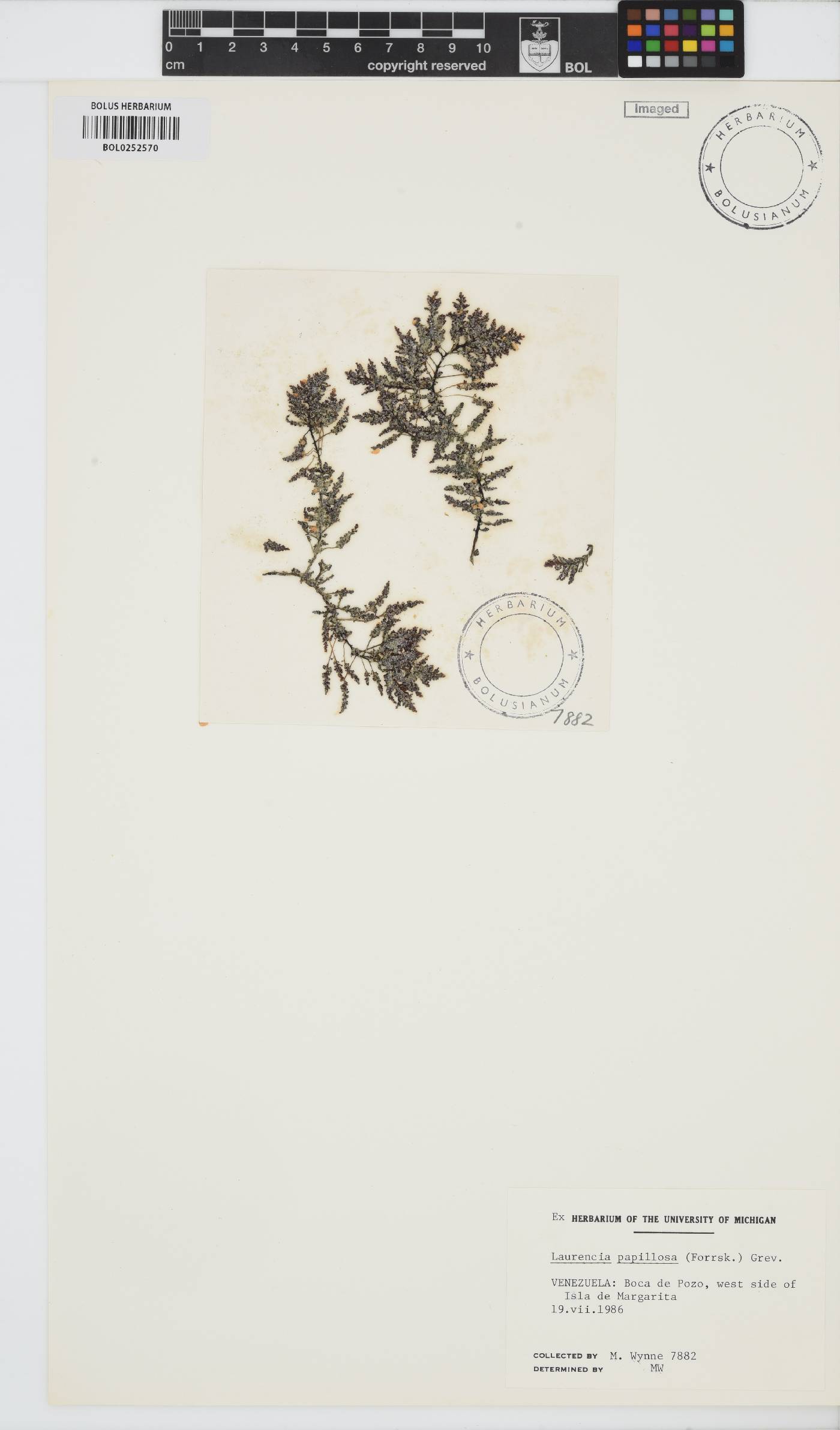 Palisada perforata image