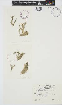 Palisada perforata image