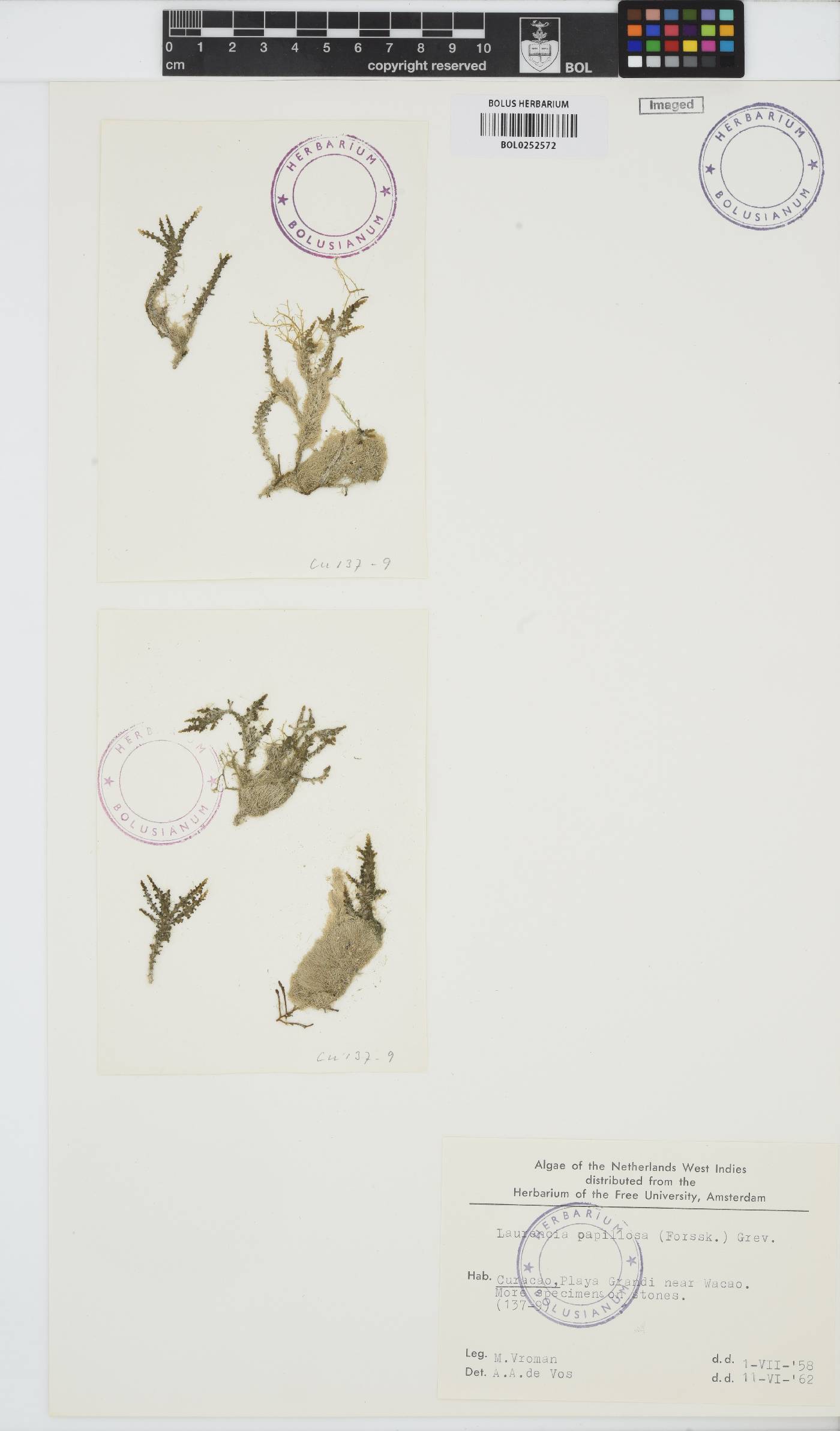 Palisada perforata image