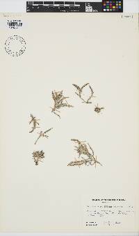 Palisada perforata image