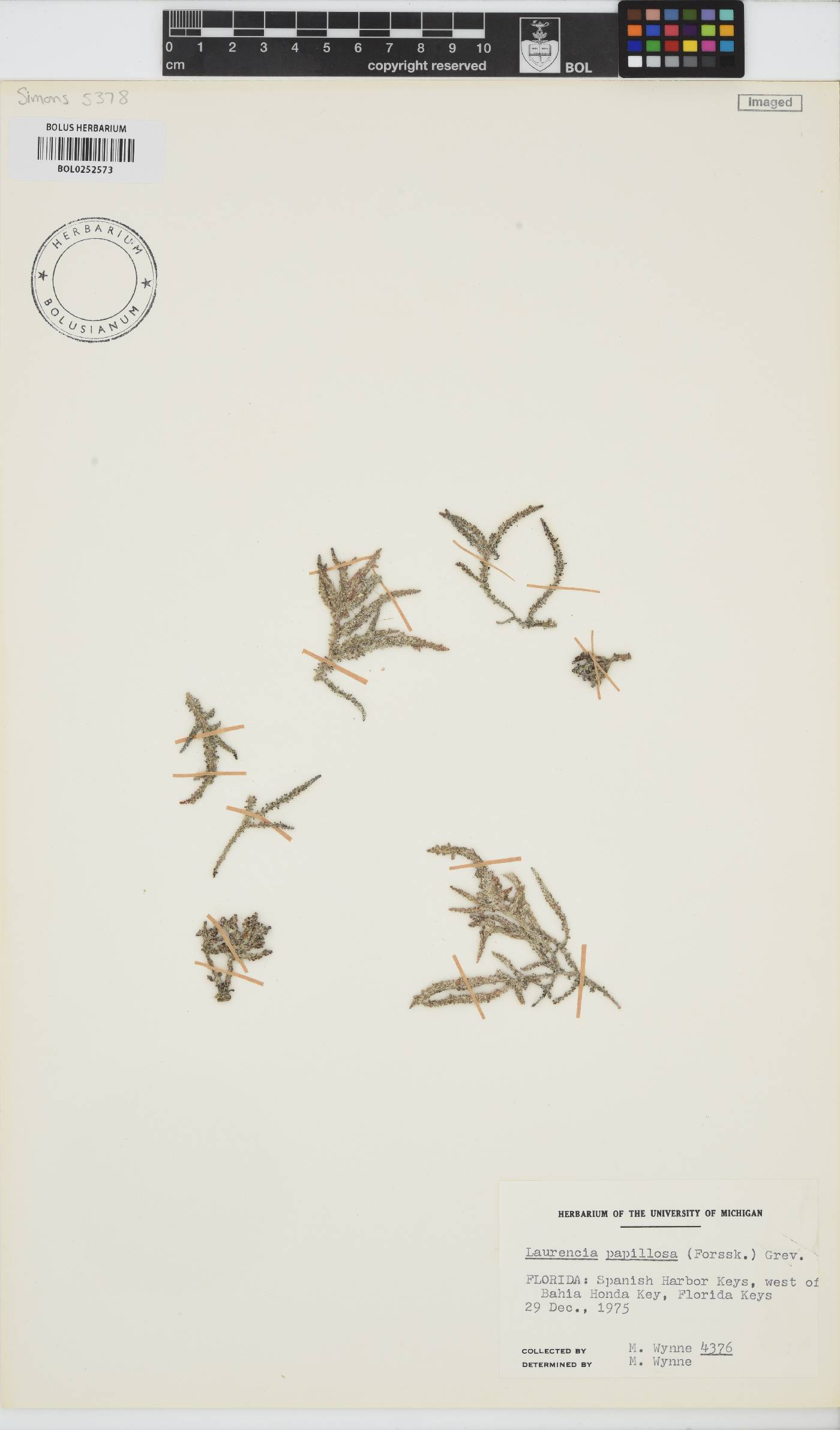 Palisada perforata image