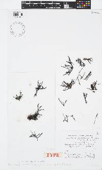 Laurencia griseaviolacea image