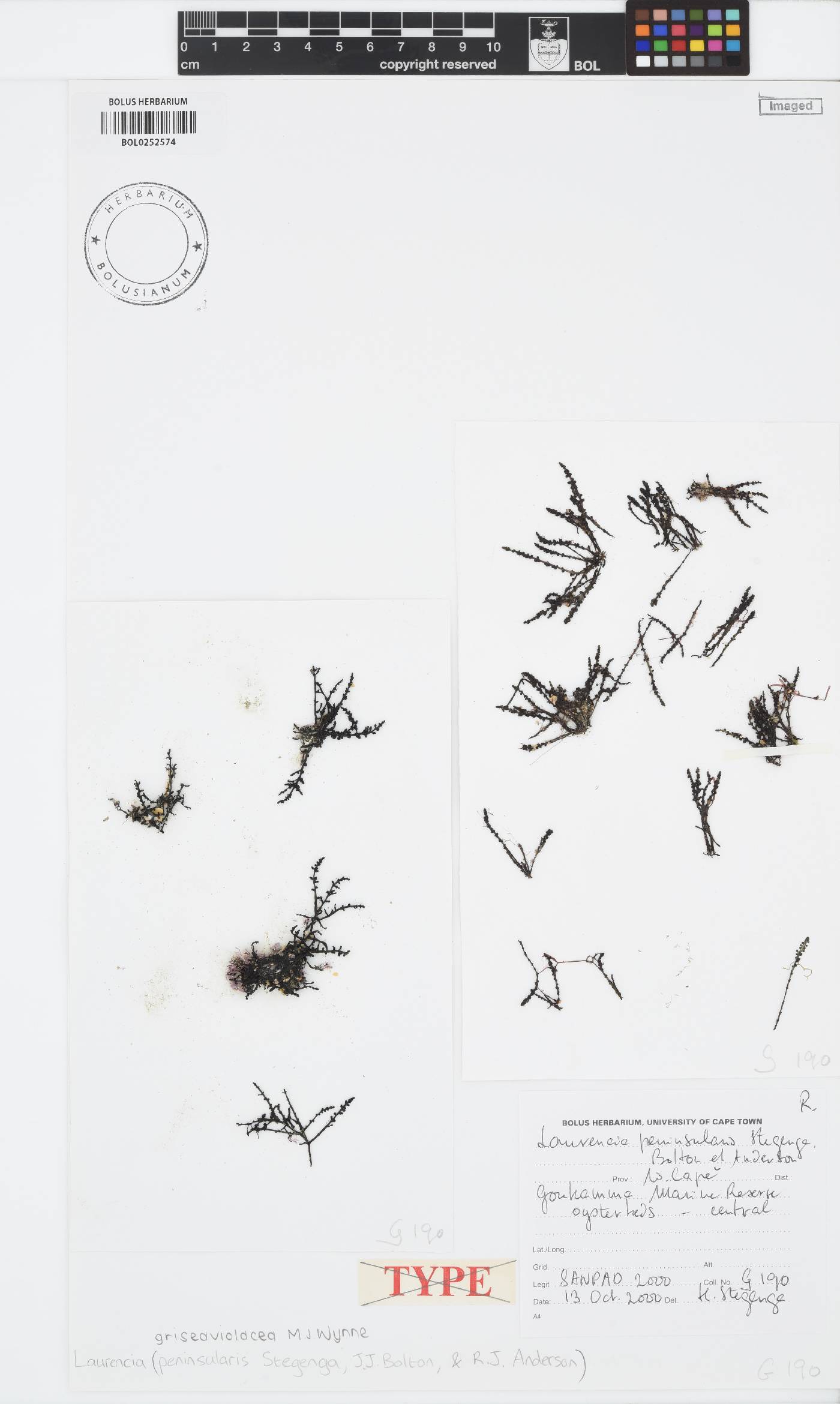 Laurencia griseaviolacea image