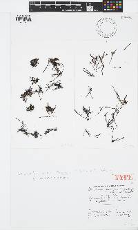 Laurencia griseaviolacea image