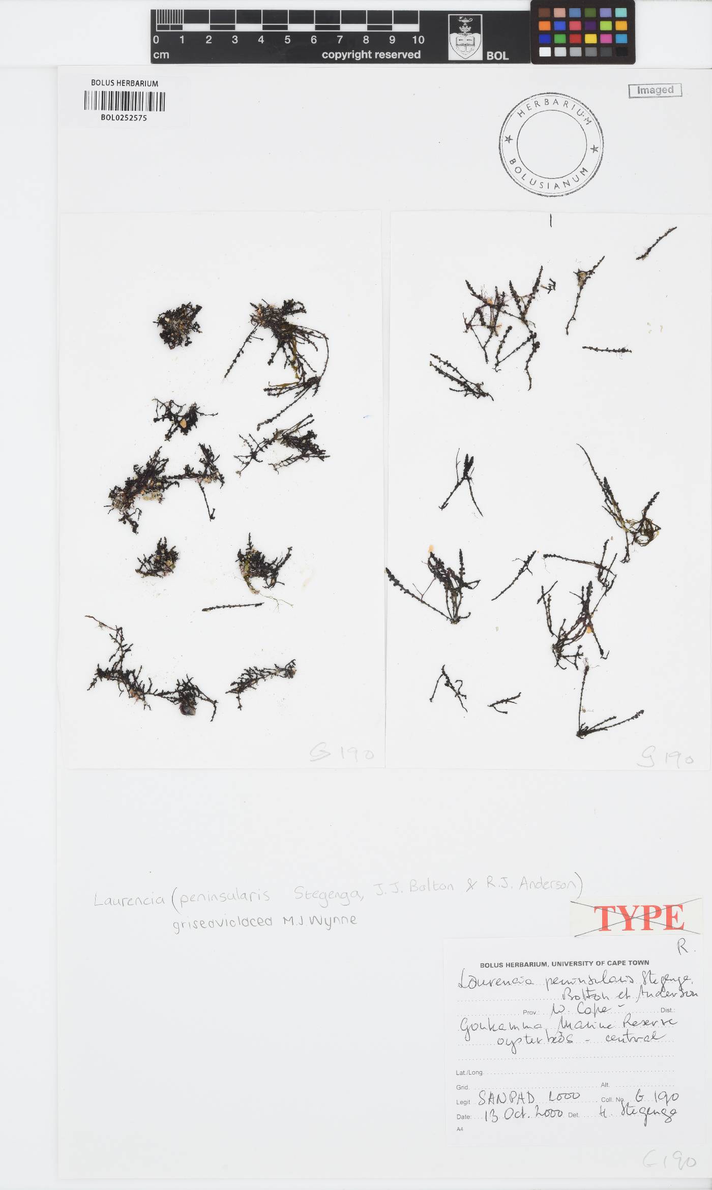Laurencia griseaviolacea image