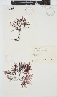 Osmundea pinnatifida image
