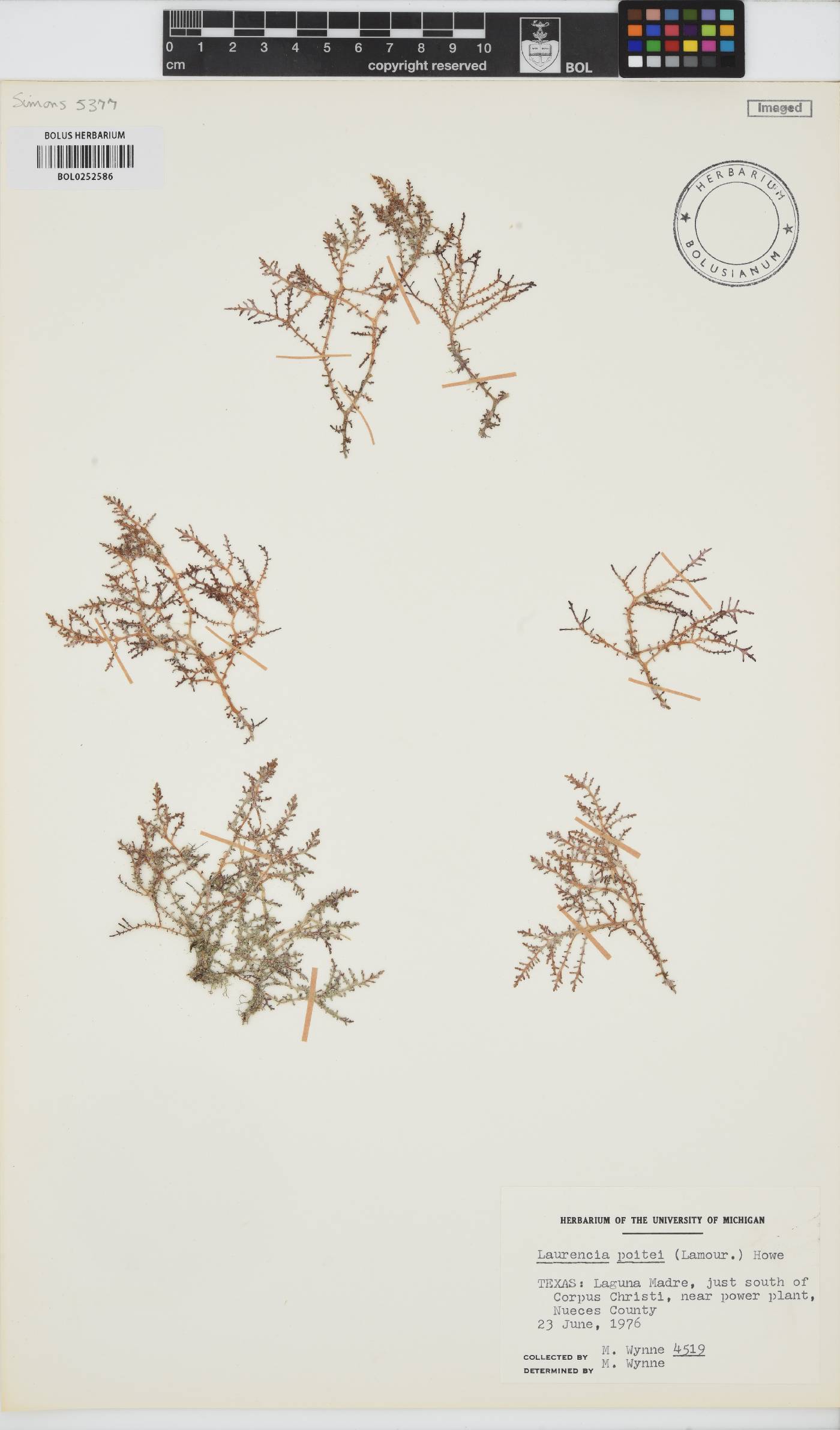 Yuzurua poiteaui image