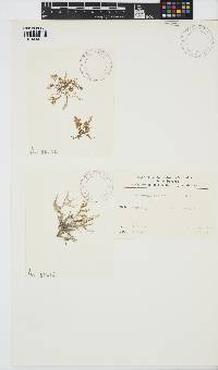 Laurencia obtusa image