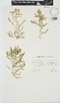 Laurencia obtusa image