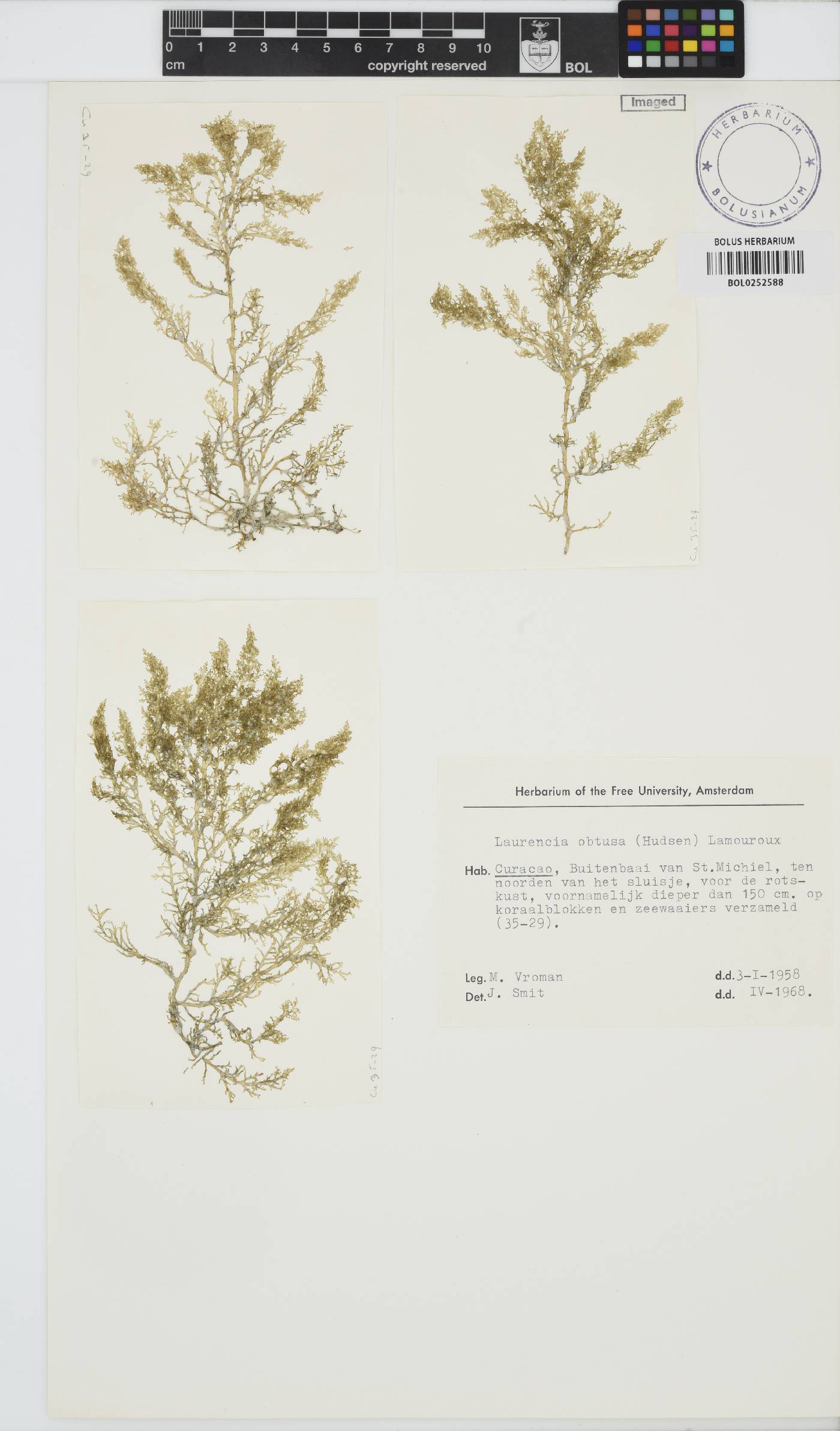 Laurencia obtusa image