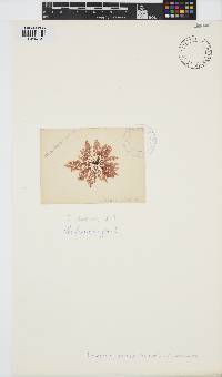 Laurencia obtusa image
