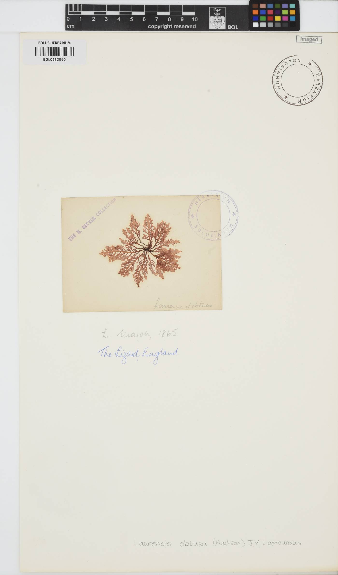 Laurencia obtusa image