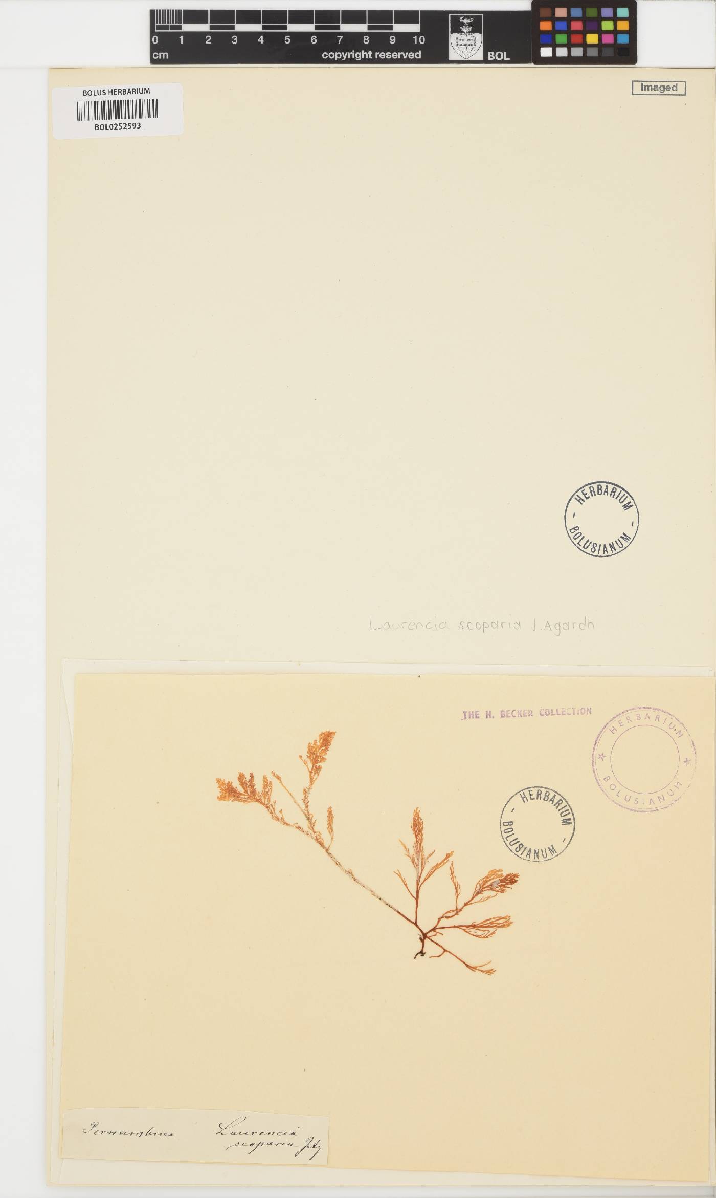 Laurencia dendroidea image