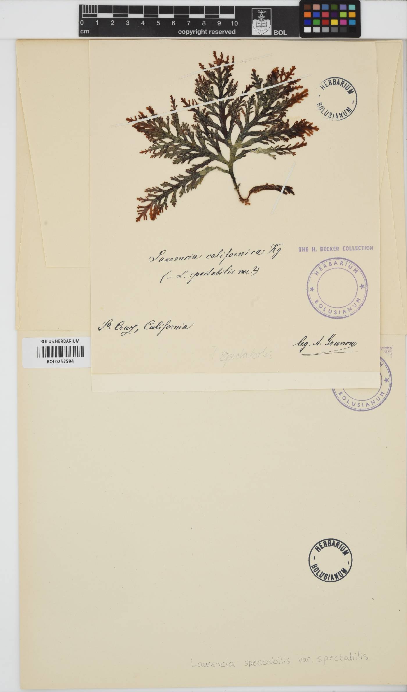 Osmundea spectabilis image