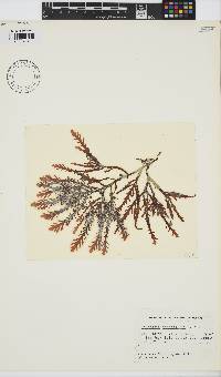 Osmundea spectabilis image
