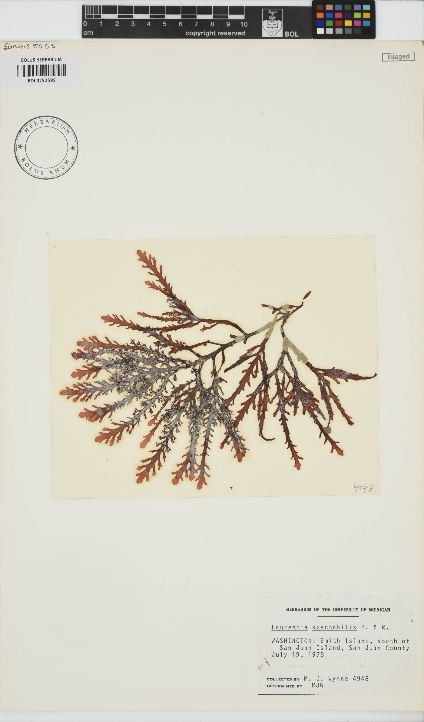 Osmundea spectabilis image