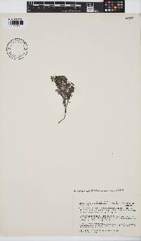 Osmundea spectabilis image