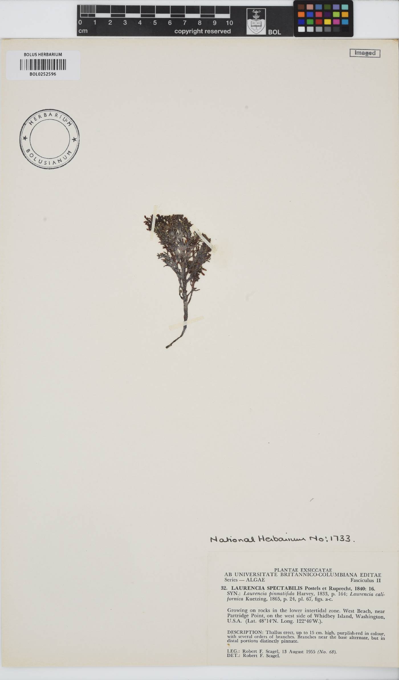 Osmundea spectabilis image
