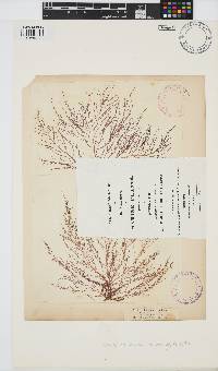 Chondria capillaris image