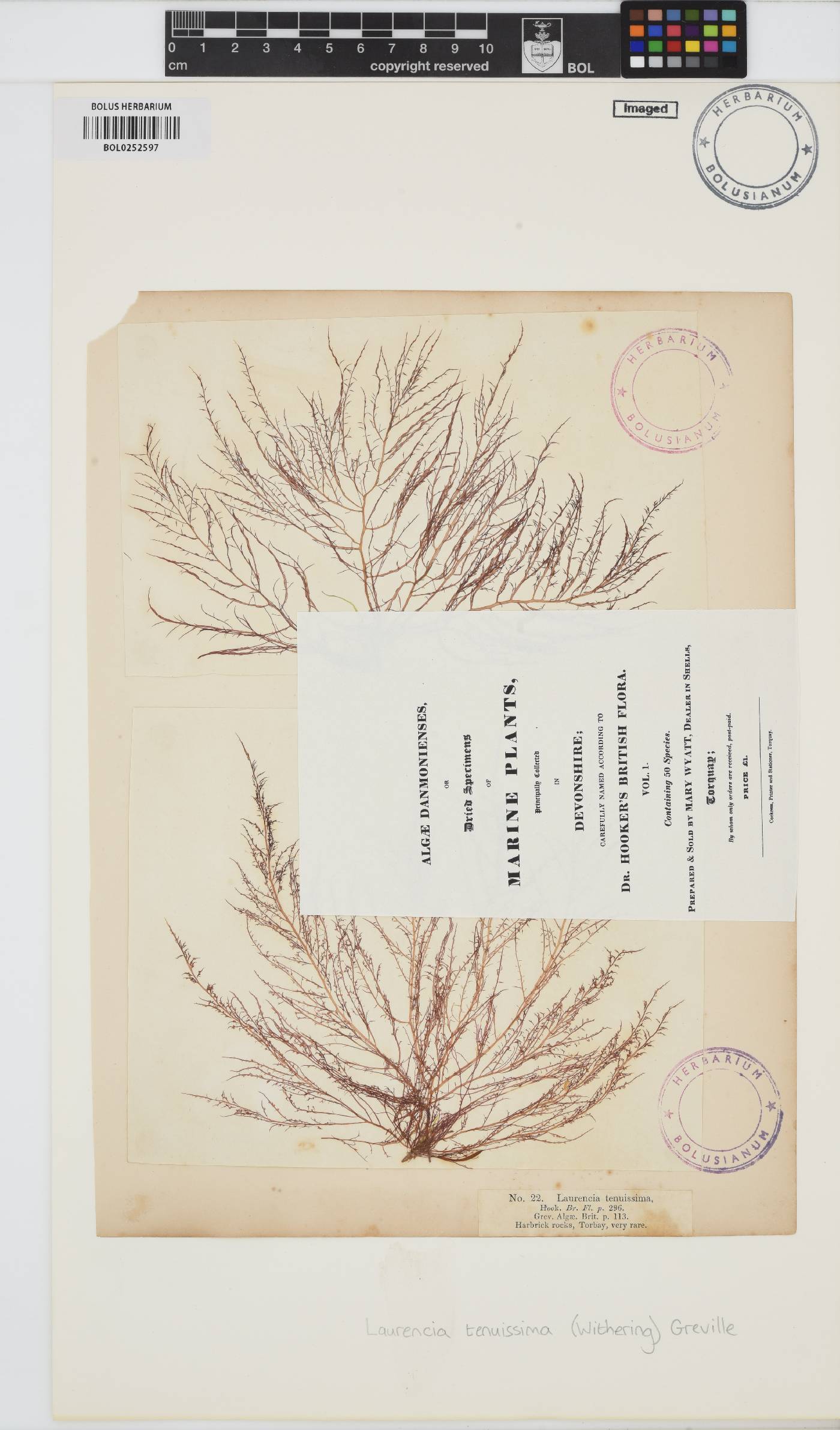 Chondria capillaris image