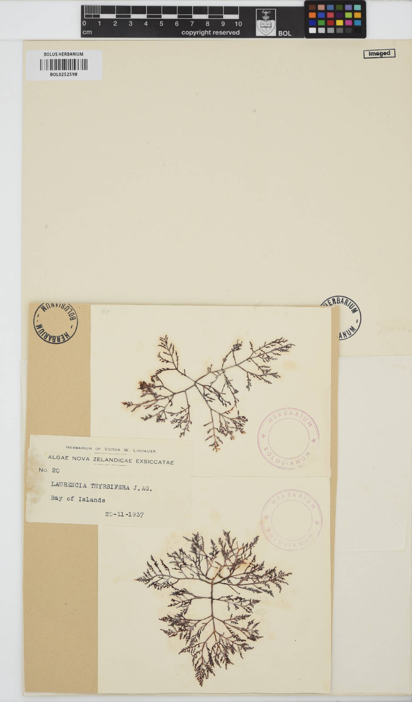Laurencia thyrsifera image