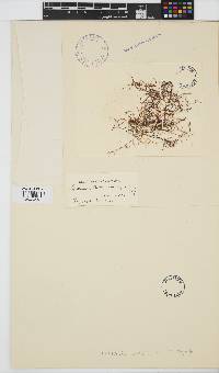 Yuzurua poiteaui image