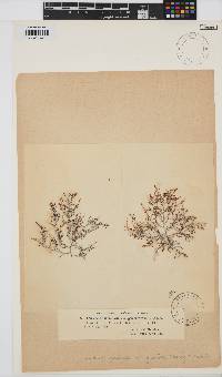 Yuzurua poiteaui image