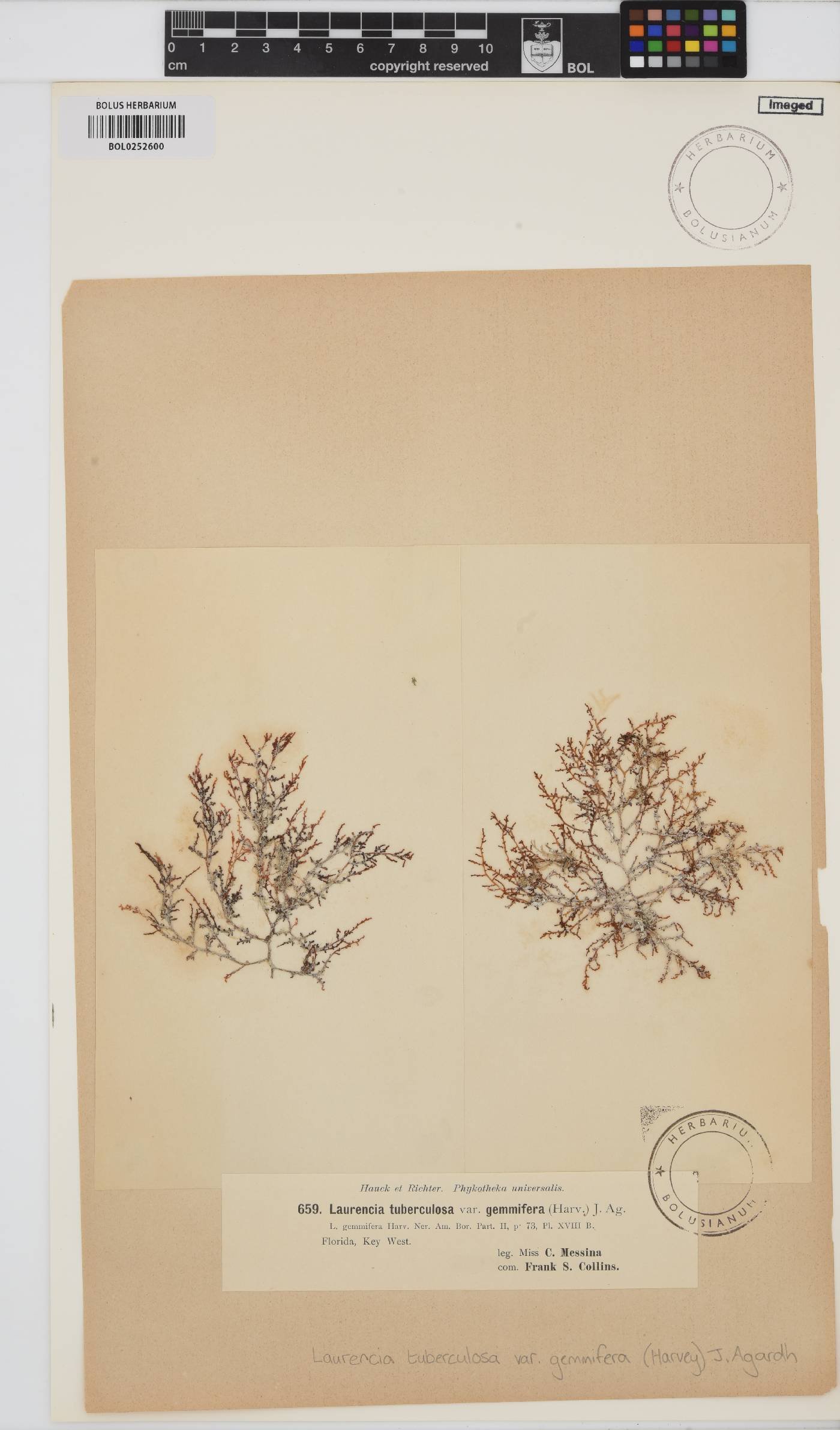 Yuzurua poiteaui var. gemmifera image