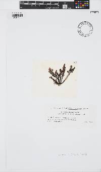 Chondrophycus undulatus image