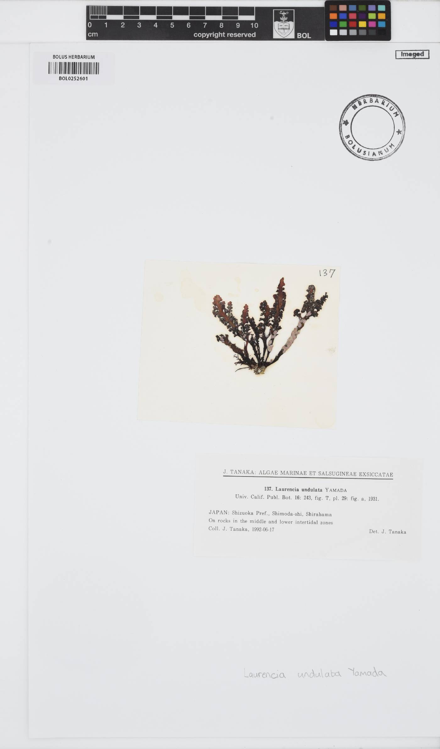 Chondrophycus undulatus image