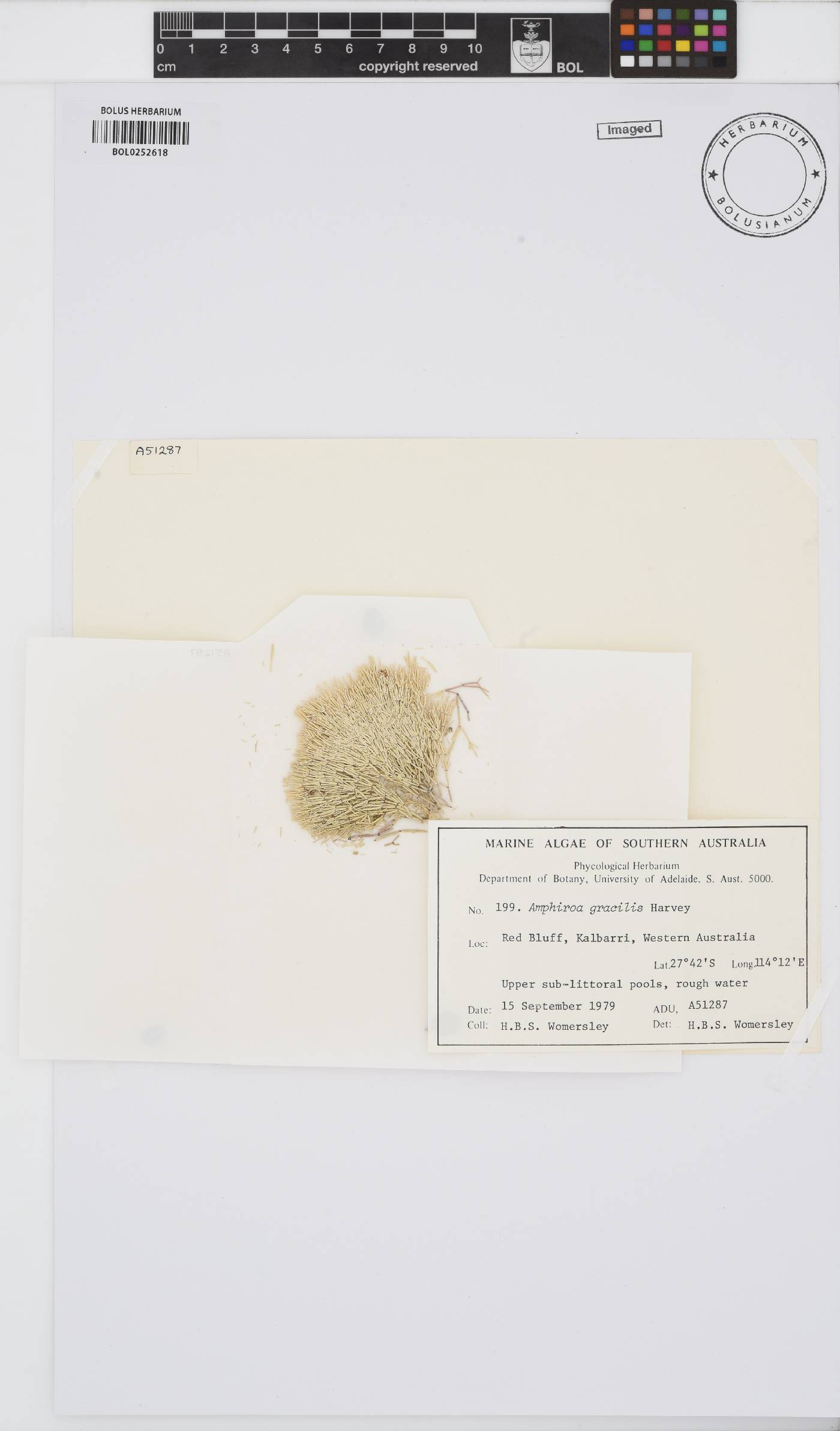 Amphiroa gracilis image