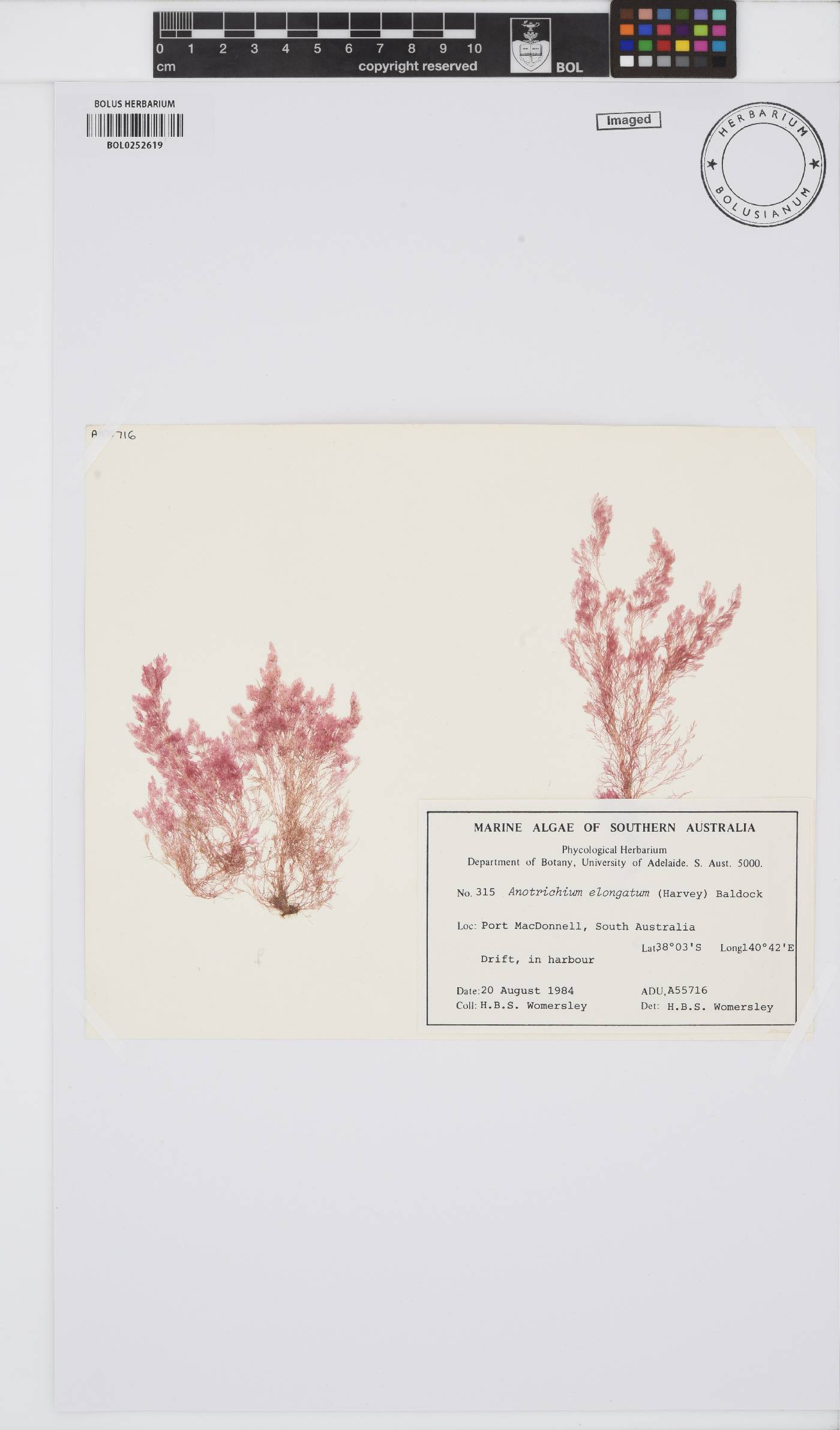 Anotrichium elongatum image