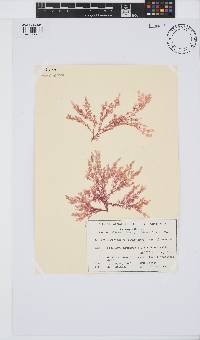 Image of Anotrichium licmophorum