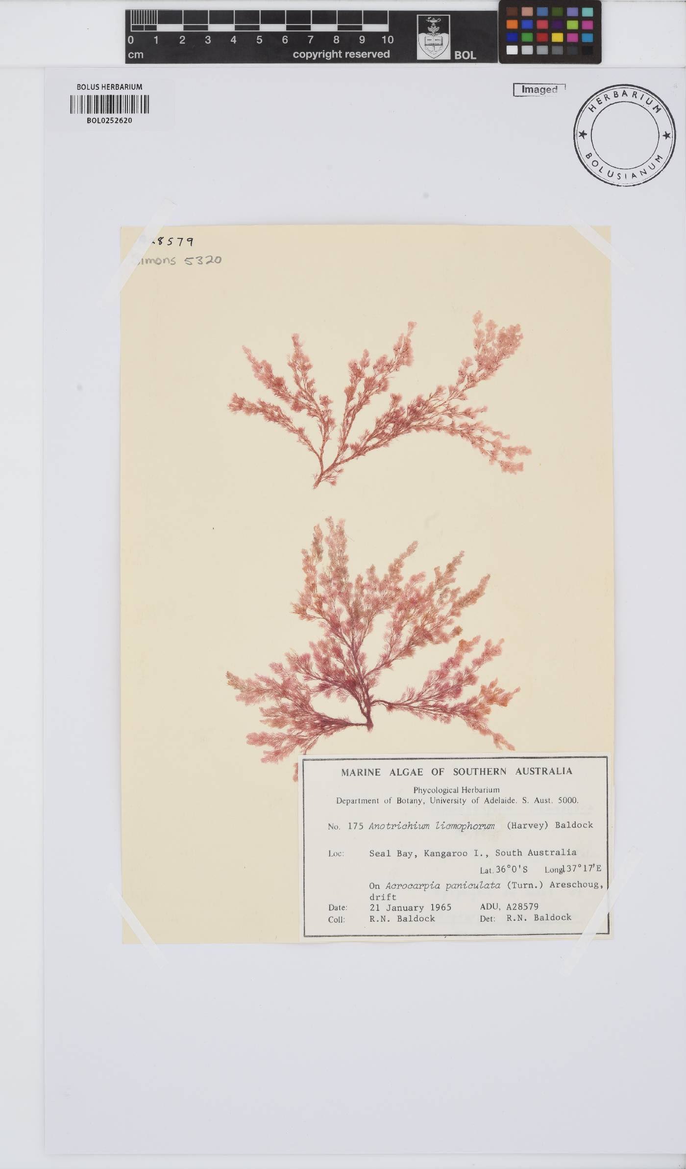 Anotrichium licmophorum image