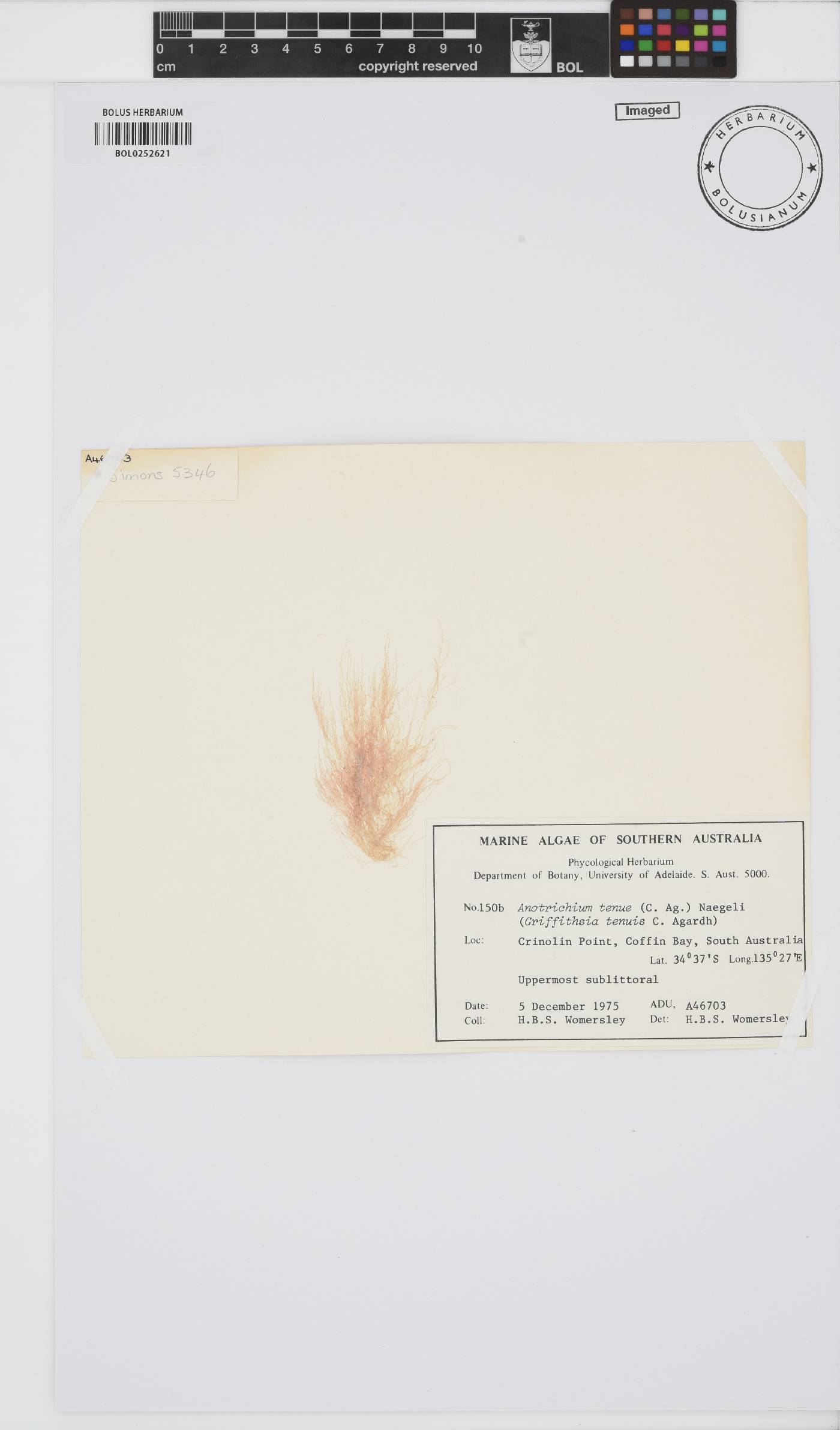 Anotrichium tenue image