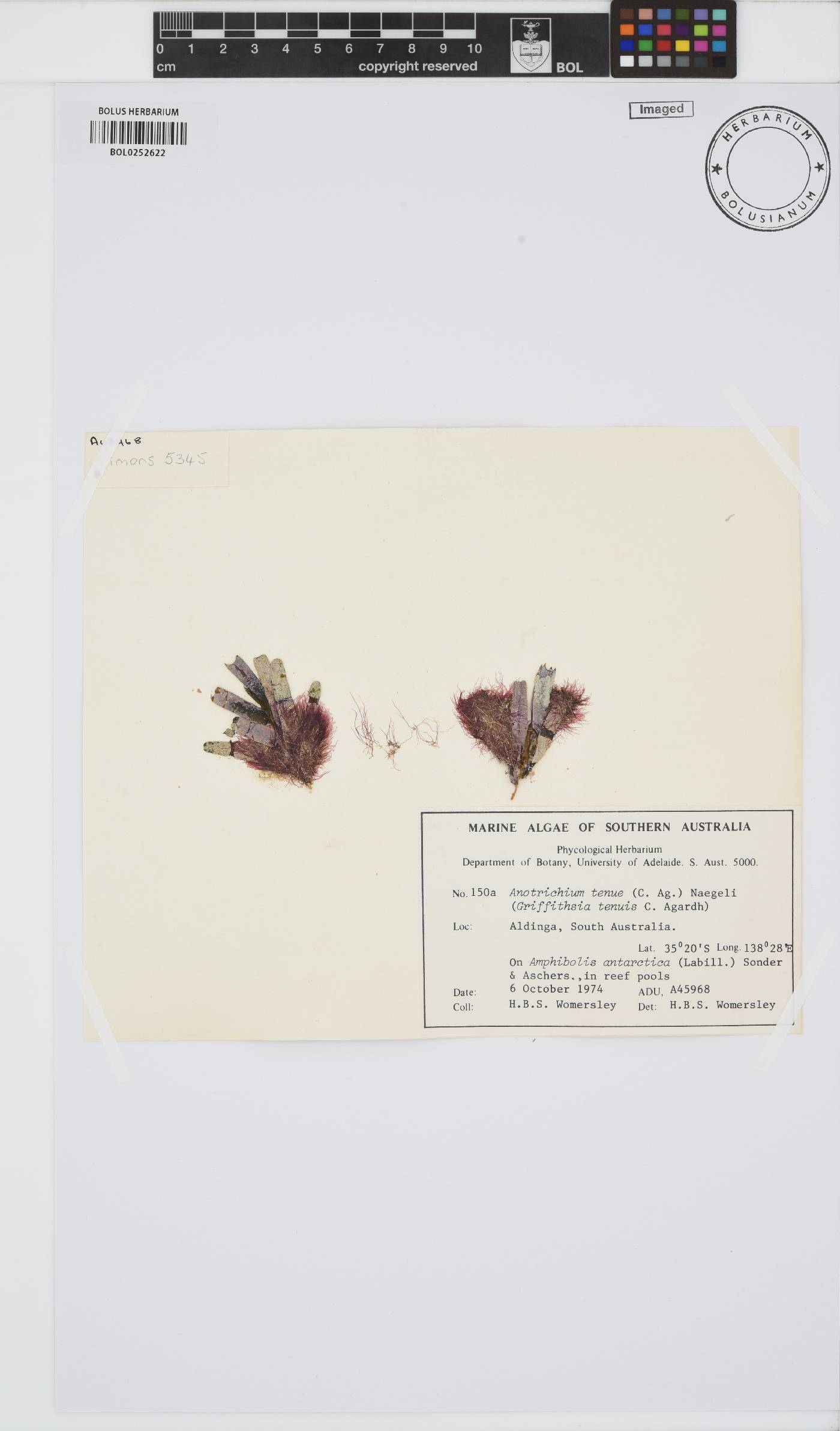 Anotrichium tenue image