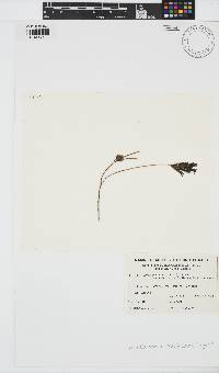 Image of Lejolisia aegagropila