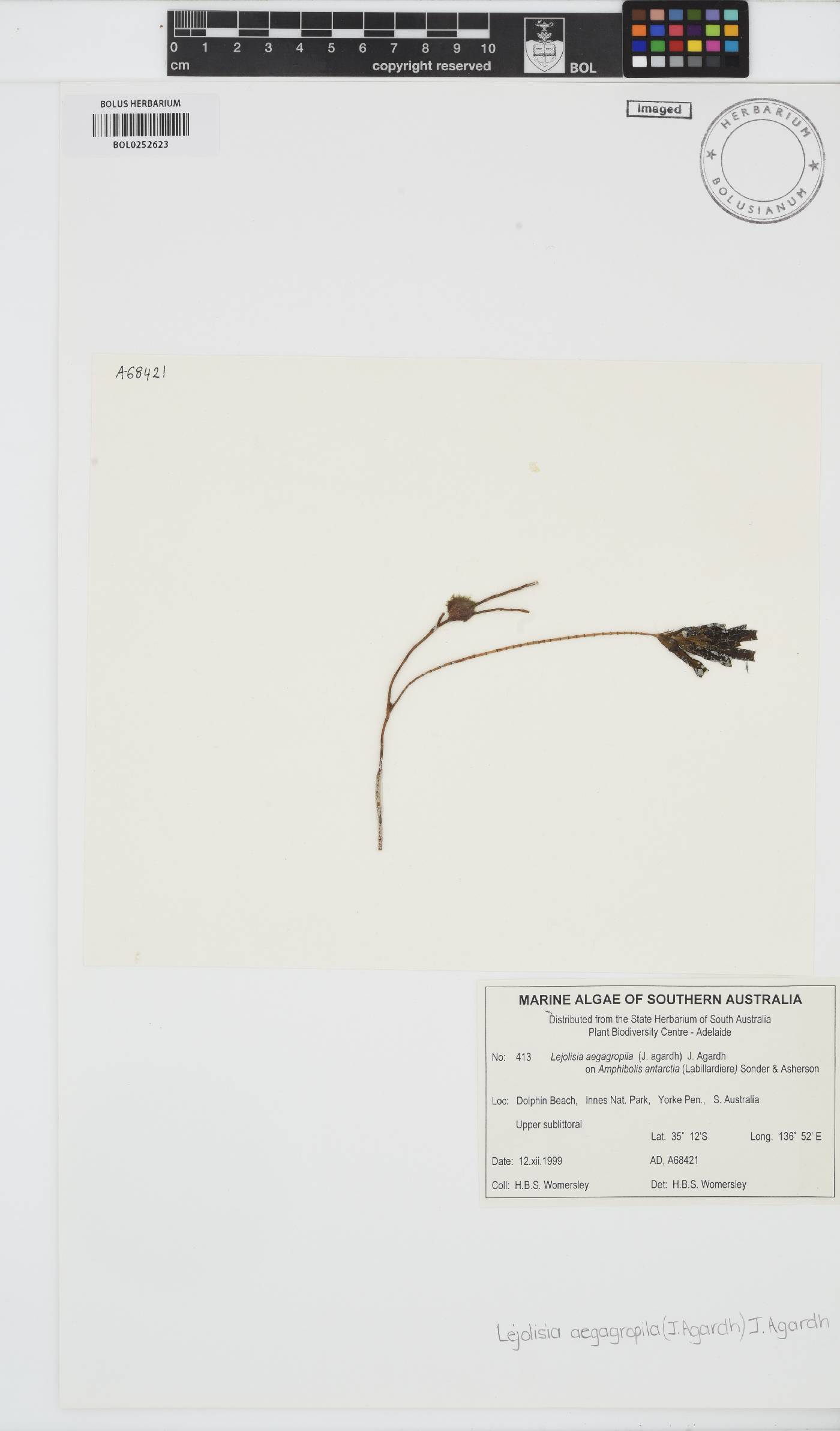 Lejolisia aegagropila image
