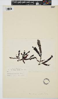 Image of Adamsiella chauvinii