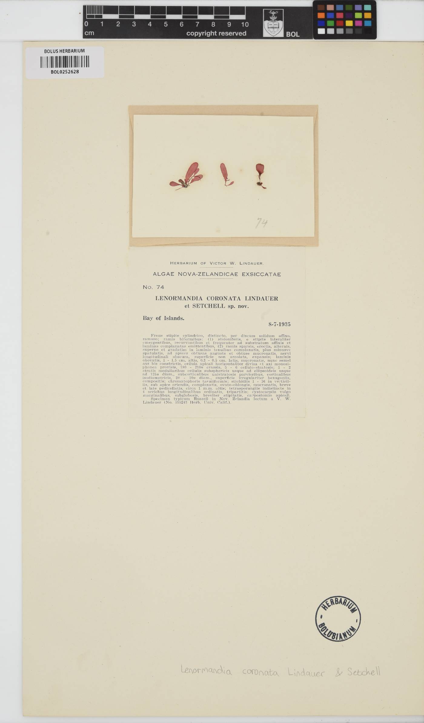 Cladhymenia coronata image