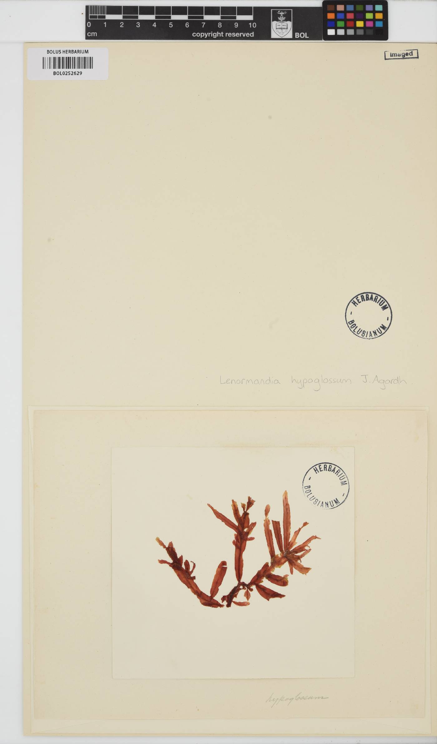 Phitymophora hypoglossum image