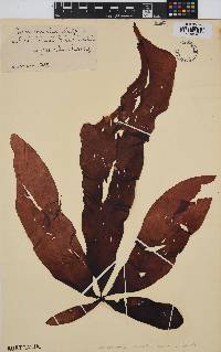 Image of Lenormandia latifolia