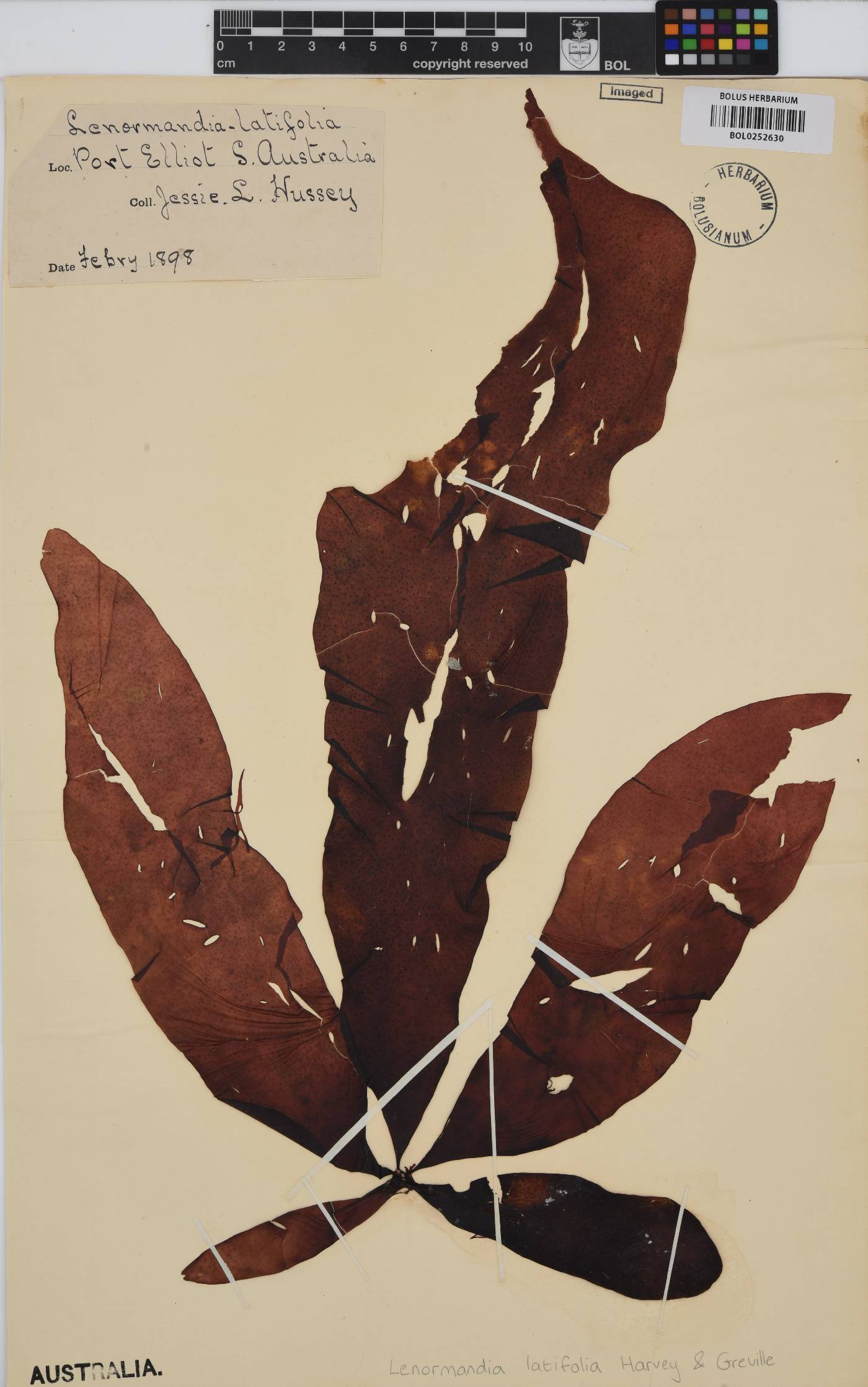 Lenormandia latifolia image