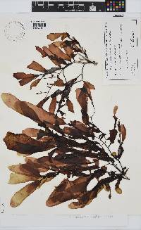 Image of Lenormandia muelleri