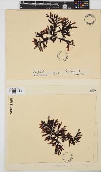 Image of Lenormandia pardalis