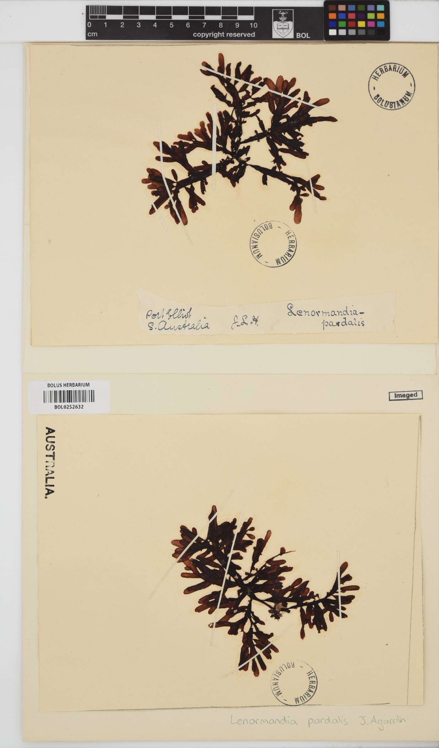 Lenormandia pardalis image