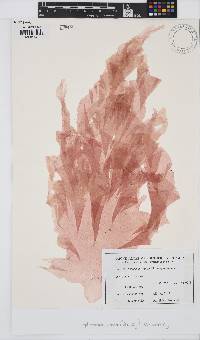 Image of Leptosomia rosea