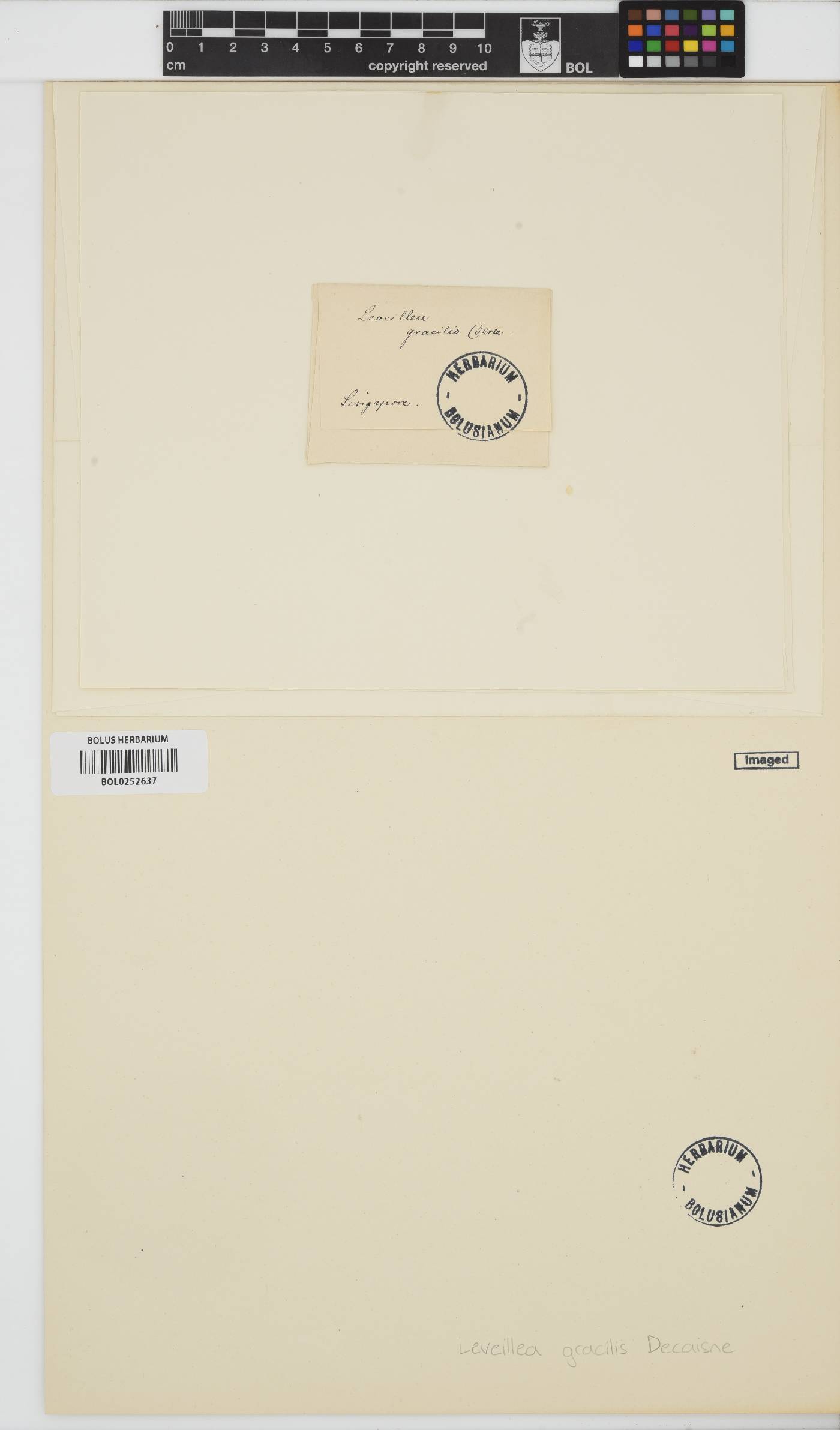Leveillea jungermannioides image